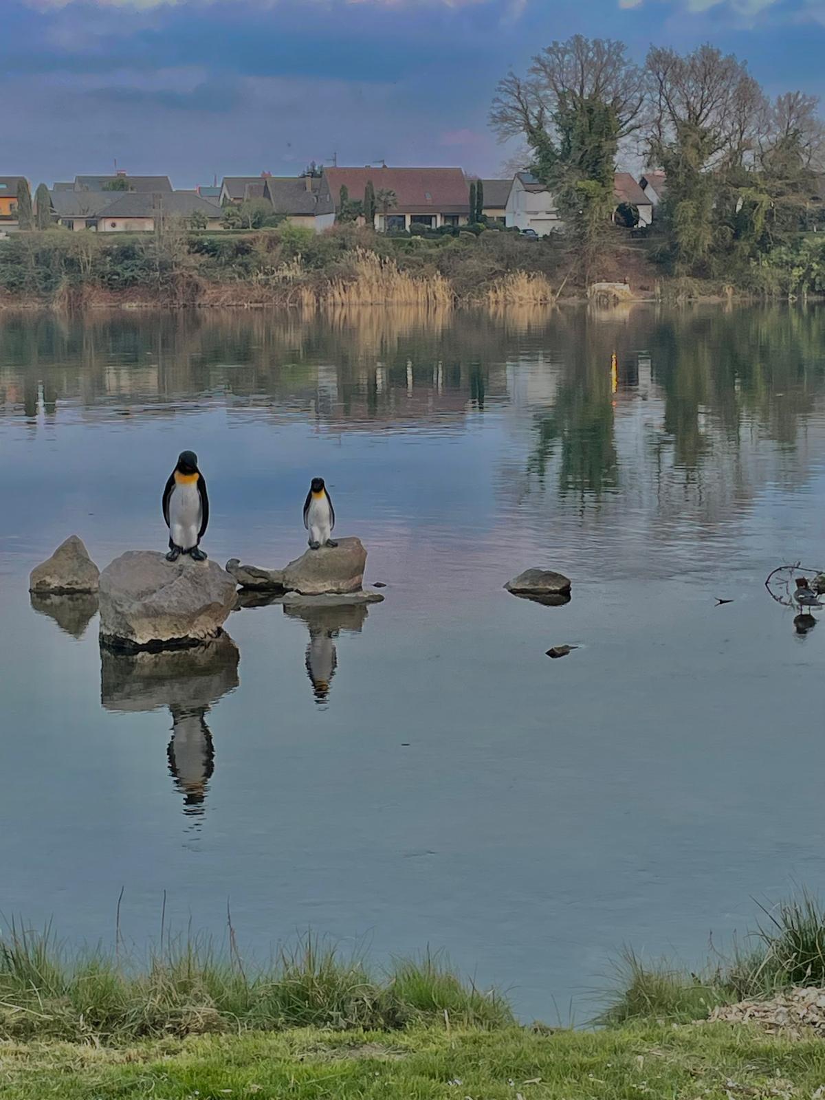 Wasservögel auf dem ruhigen Rhein
